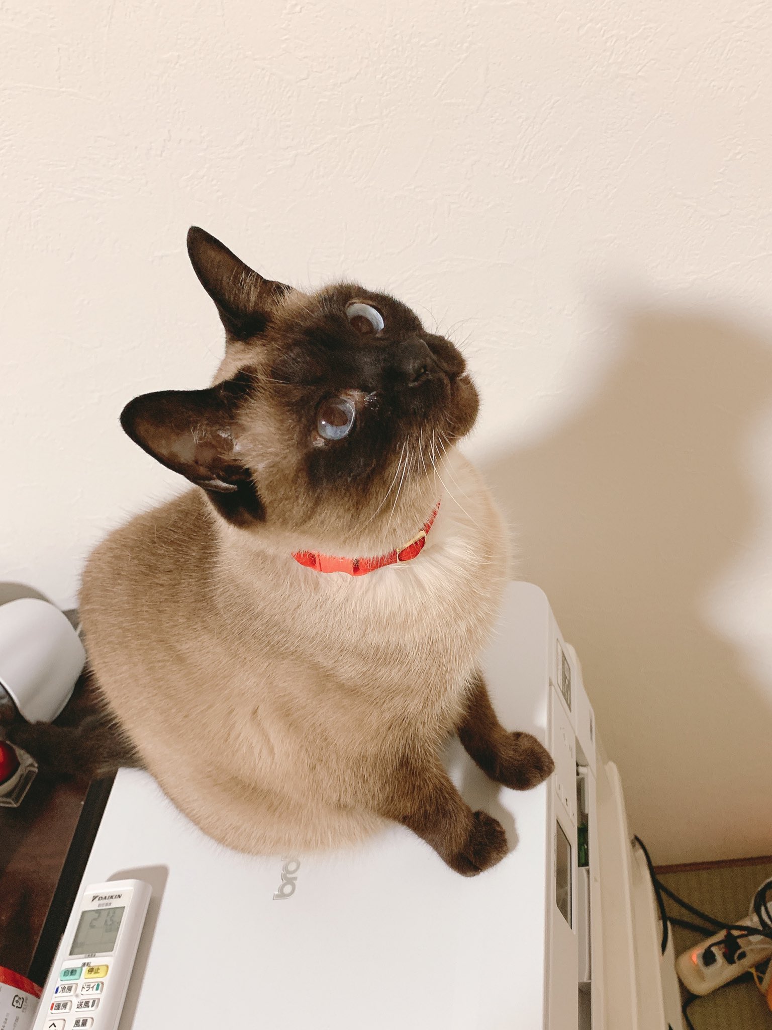 のべ子 シャム猫あずきさん ふふふオシャレだね のべ子 シャム猫あずきさん ふふふオシャレだね