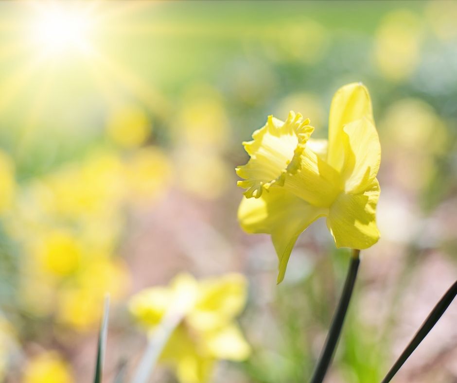 🌼 SPRING IS COMING 🌼

A new season means new beginnings. Could it be time to fill out an application for our support to kick start your dreams and help you to build a bright future?

Apply today >> freshtimefuturestrust.org/apply/