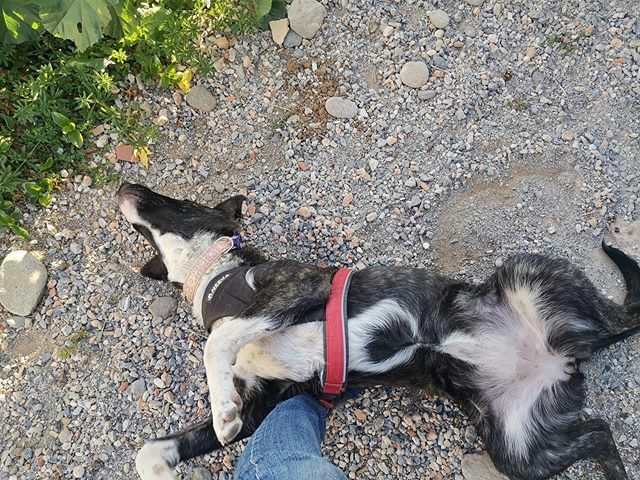 Cuando no quieres madrugar para pasear 🤣🤣
.
.
➡️ROSE se va camelando a su acogida jeje sigue esperando a su verdadera familia 💕
.
.
Esta en Granada. Preparada y lista para ser adoptada. Te animas a conocerla? .
.
Edad aprox 9 meses.
.
.
Si quieres co… ift.tt/39NFDyE