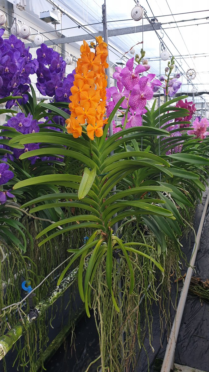 primcottnurs's tweet photo. Beautiful Vanda plants from our visit to a Dutch orchid grower this morning https://t.co/GqG3srWhfs