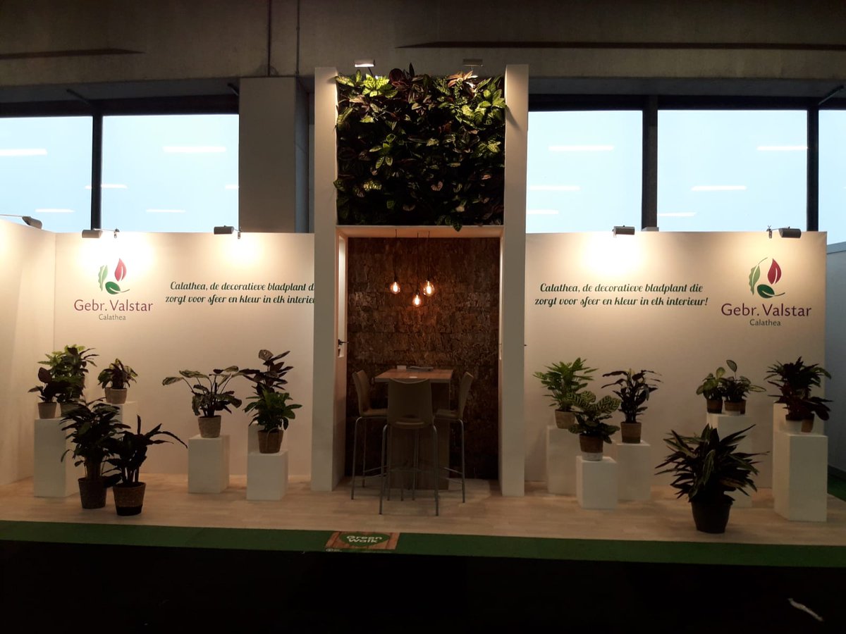 Calathea-Valstar tweet media