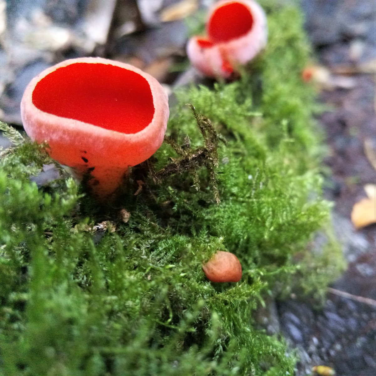 'In European folklore, it was said that wood elves drank morning dew from the cups.' - woodlandtrust.org.uk

Can never pass these beauties without a squeal of delight... 

#thursdaythoughts #elfcup #fungi #ecology #ecosystem #folklorethursday #nature #woodland