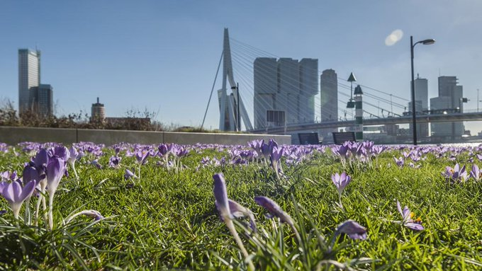 RemcoKroeze2's tweet photo. Mooi, nog meer #groen &amp; #blauw in @010duurzaam  .✅♻️#HoosBuiProof-bestendig @rotterdam voor een @duurzamestad 
Met de #Natte #Krat van @2rhRotterdam, het #Smart #Dak vam @Slimdak010, het #Tuiny Park, het #Tiny Forrest van de @RotDromers op naar de eindsprint #VanZooiNaarMooi 💚 https://t.co/Cie0xC0v6X