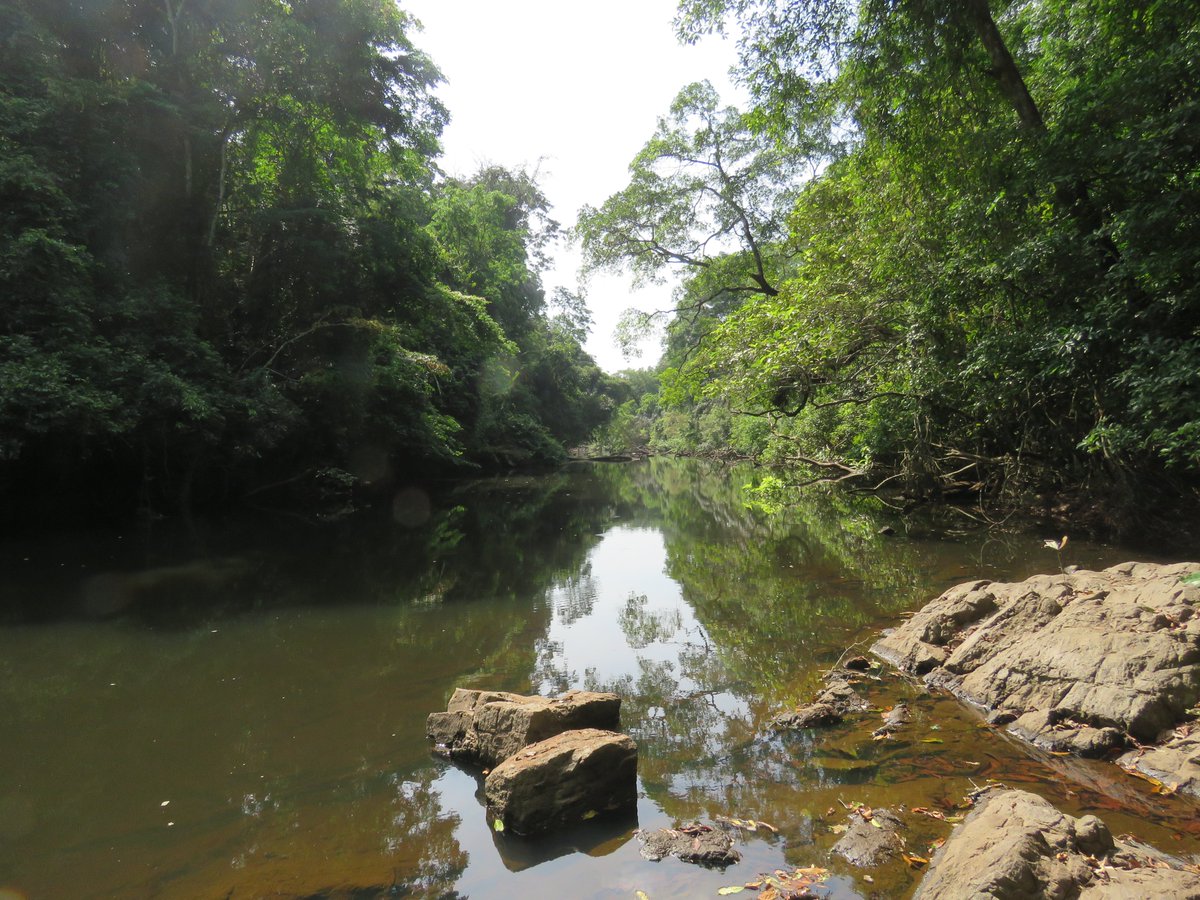 We're grateful to @mycarbonuk for their carbon credit purchase via @StandForTrees Their support contributes to the fight against #climatechange and the protection of #biodiversity and livelihood development across 122 Gola communities📸Benji Barca RSPB