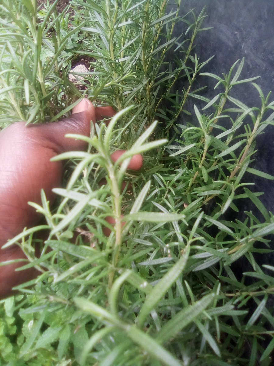 Fresh Rosemary available
@IrriHub #Covid_19 #CoronaVirusUpdate #CoronavirusPandemic #PassarisAbortionKills #DoMoreWithMPESA @FarmKenya254 @FarmersTrend @Maxwel_Kiptanui @citizentvkenya @ntvkenya @PeterMunya @mtkenyatv
