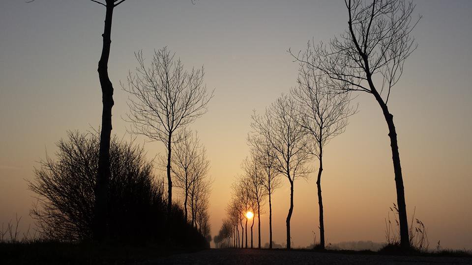 Havenlust's tweet photo. "Love the trees until their leaves fall off, then encourage them to try again next year." 🕊️♥️

― Chad Sugg https://t.co/CP1t7gAwGV
