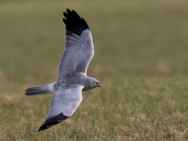 NEWS: Hen harrier shot on grouse moor - North Yorkshire Police make an arrest. …ptorpersecutionscotland.wordpress.com/2020/03/12/hen…