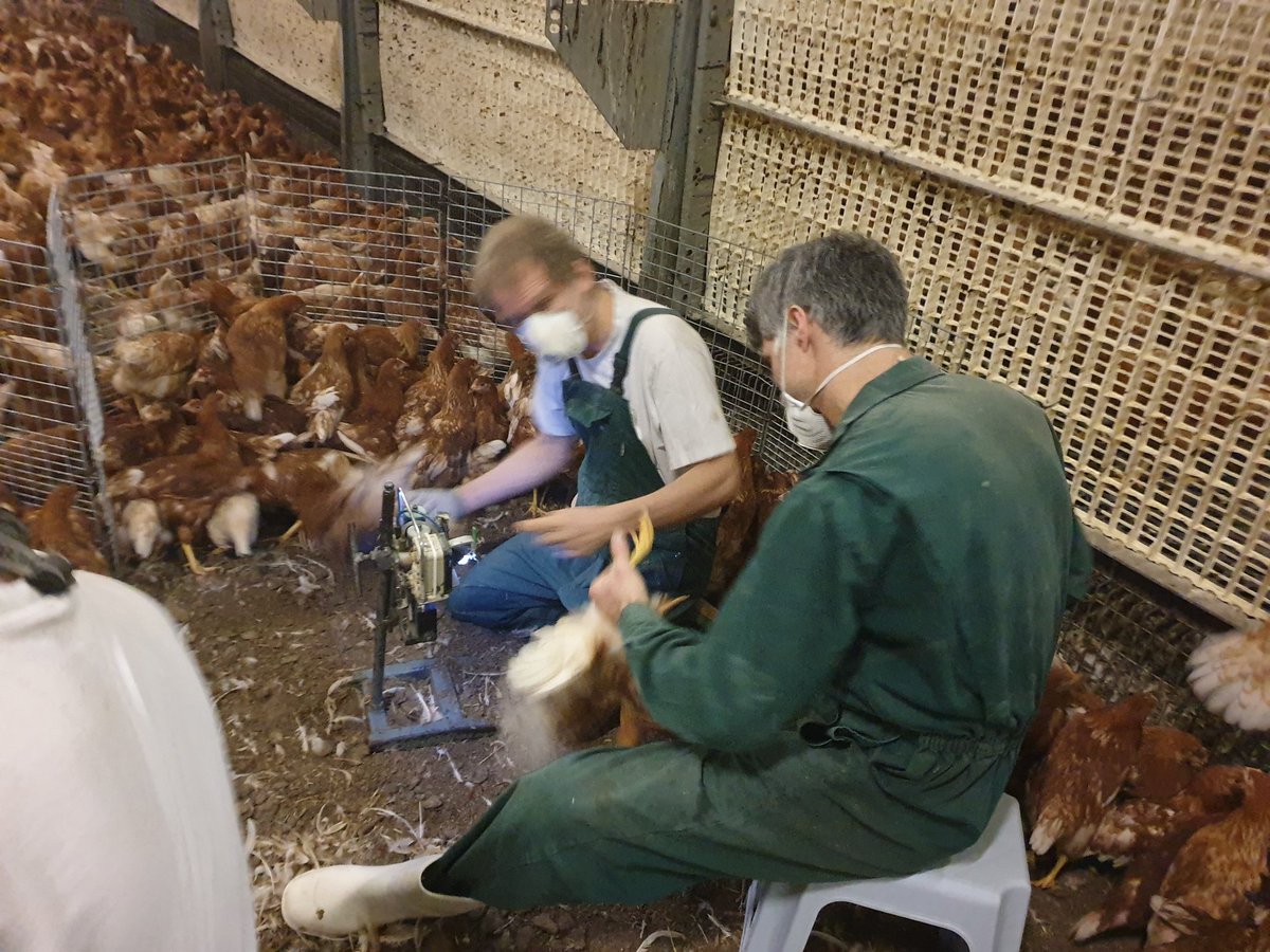 Anna_Hoeve's tweet photo. Deze #novogen 🐔🐔 worden vandaag en morgen ingeënt zodat ze tijdens de leg ongestoord gezonde en lekkere 🥚🥚 kunnen leggen. Dit gebeurd door prof. Service bedrijf. Ze betreden de stal na gebruik van de hygiënesluis en onze bedrijfskleding aan hebben. #opfok @GroupeGrimaud 🍳🍳 https://t.co/26tRlt0Xs7