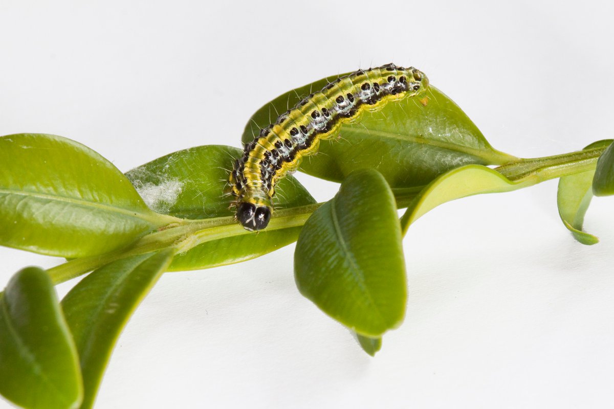From slugs and snails to vine weevils and box blight, the RHS pest and disease ranking 2019 highlights the top culprits posing problems for UK gardeners.  🐛🐜🐌🌿

Read more here: rhs.org.uk/press/releases…
