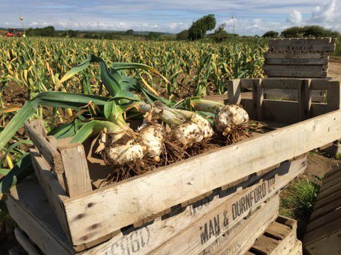 The Garlic Farm tweet media