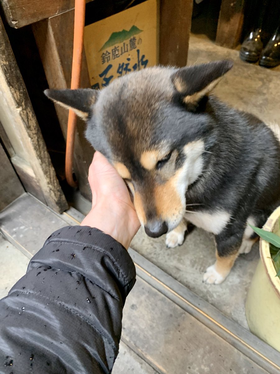 tomsabin's tweet photo. Japanese dogs are so cute 🥺 https://t.co/rS09r8IuAK