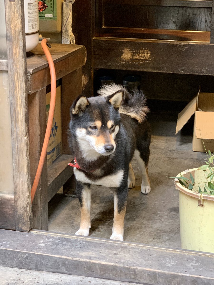 tomsabin's tweet photo. Japanese dogs are so cute 🥺 https://t.co/rS09r8IuAK
