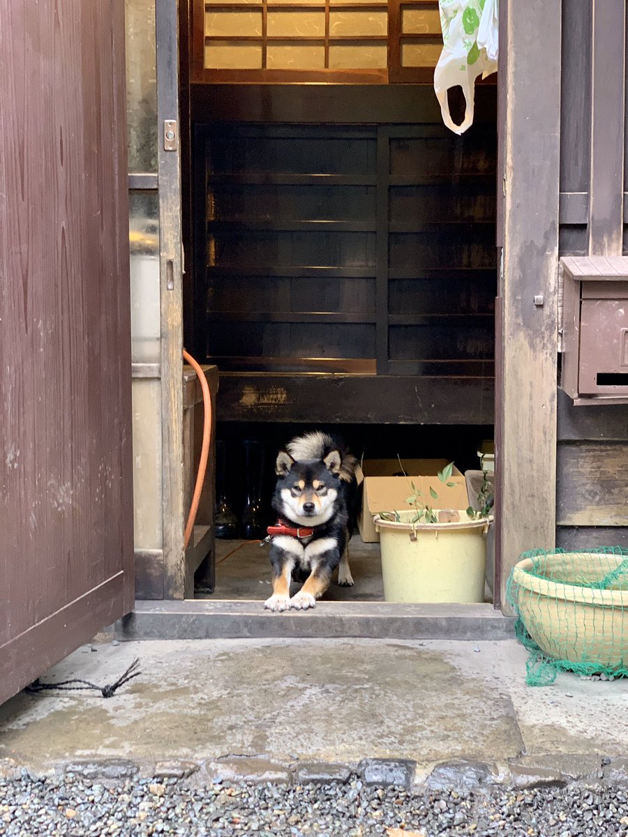 tomsabin's tweet photo. Japanese dogs are so cute 🥺 https://t.co/rS09r8IuAK