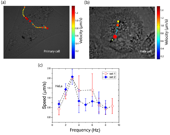 Journal of Physics: Condensed Matter (@jphyscm) on Twitter photo Our special issue on 'Soft Matter Research in India' celebrates the fantastic work going in India on #softmatter. Latest contribution from <a href="/iiscbangalore/">IISc Bangalore</a> explores helical #nanobots as mechanical probes of intra- and extracellular environments (ow.ly/9iEg50yJMuY) #condmat Our special issue on 'Soft Matter Research in India' celebrates the fantastic work going in India on #softmatter. Latest contribution from <a href="/iiscbangalore/">IISc Bangalore</a> explores helical #nanobots as mechanical probes of intra- and extracellular environments (ow.ly/9iEg50yJMuY) #condmat