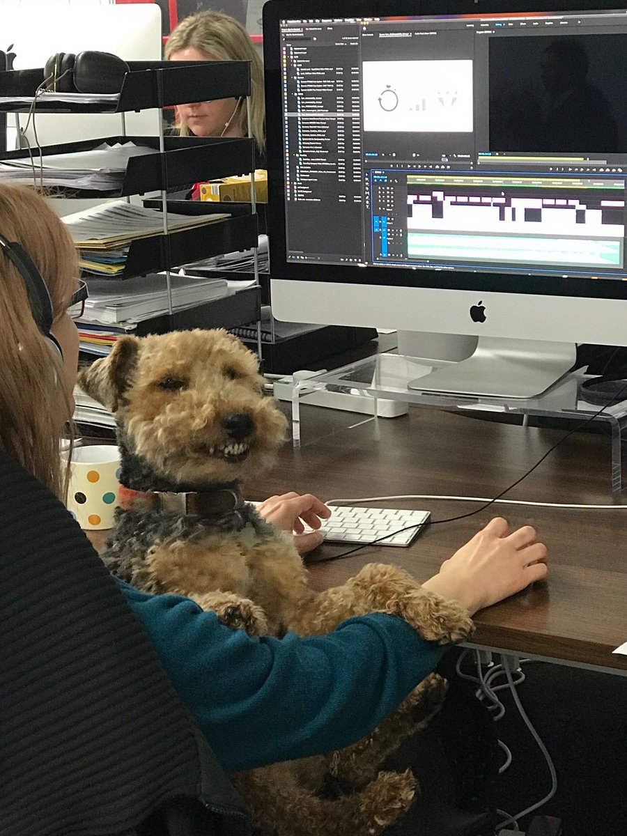 Another day, another desk to sit at <a href="/codacomms/">Coda</a>  #dogsinoffice #officedog #welshterrier #marketingdog #teef #smileyhappydog
