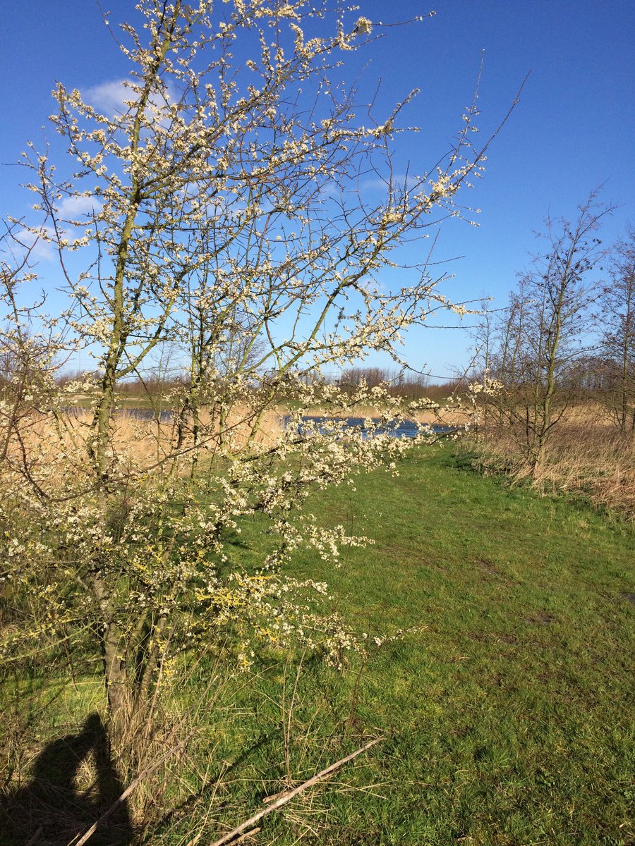 cor4852's tweet photo. En weer komt de lente: hier bij Avatarbos https://t.co/I2JqszK8kS