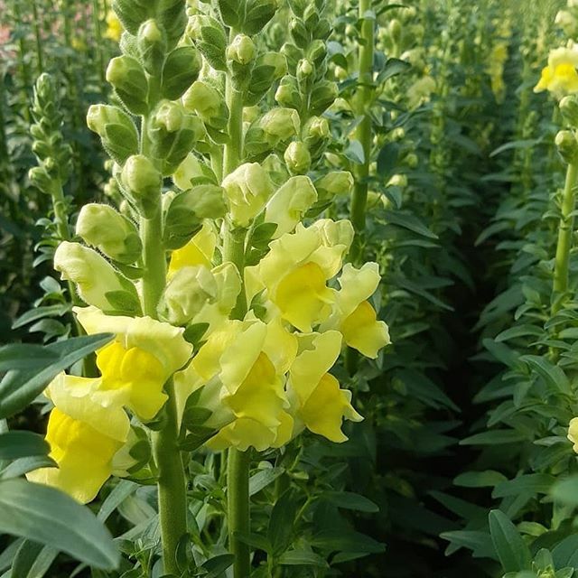 AprilFlowersltd's tweet photo. Замечательный солнечный #antirrhinum мы вырастили у нас в #aprilflowersisrael спешите заказать у наших менеджеров! 
whatsapp 972 547639777
sales@aprilflowersltd.com
#AprilFlowersLtd #цветыоптом #цветыизизраиля #цветынавсеслучаижизни  #Flowersisrael #floristisrael https://t.co/0JR2owRjA3