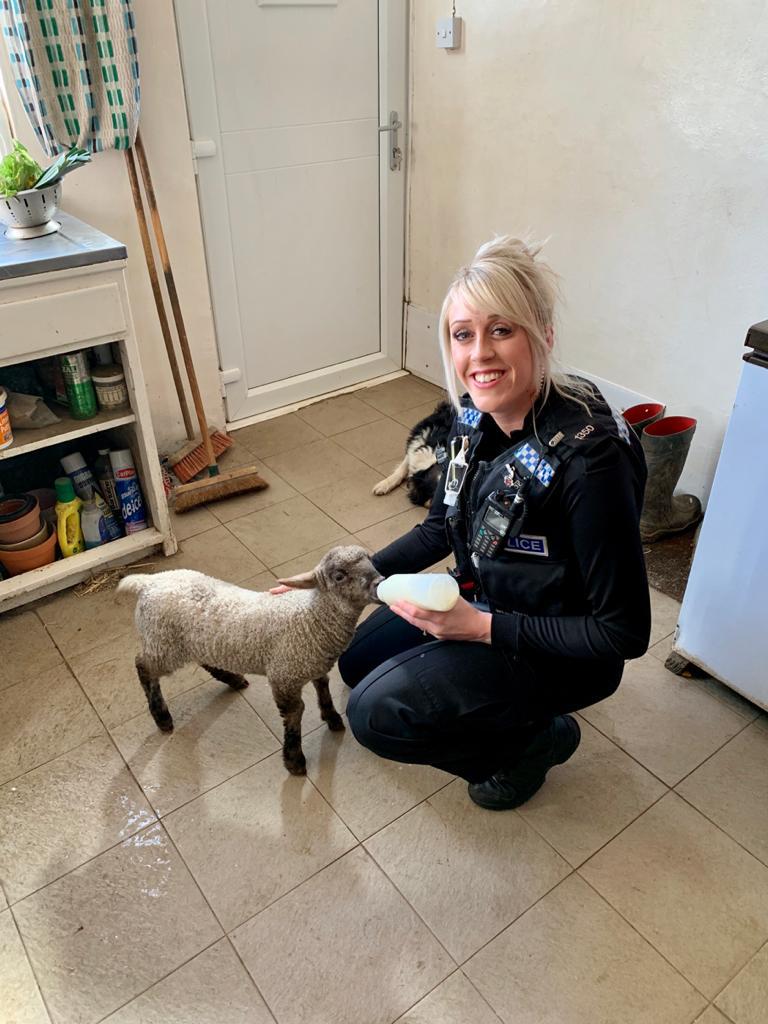 Rural North Beat Manager completing some follow up with a farm owner after a worrying of livestock incident, finalised with a community resolution. I then got to bottle feed some of the newest arrivals who needed some extra help. #ruralpolicing #localpolicing #newfarmhand 1350