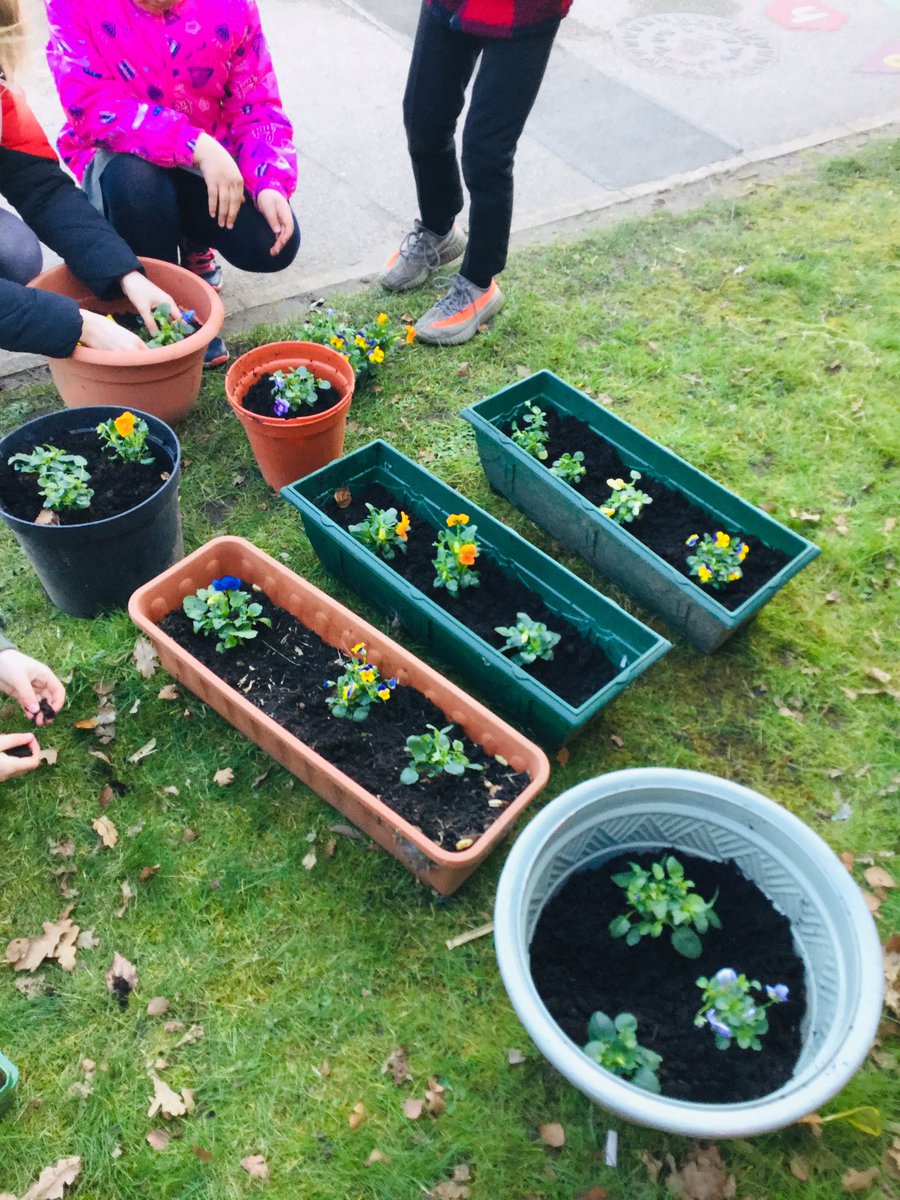 This afternoon school councillors have been encouraging wildlife into the school grounds by adding pots of spring flowers to the reception outdoor area. Have a look as you go past!