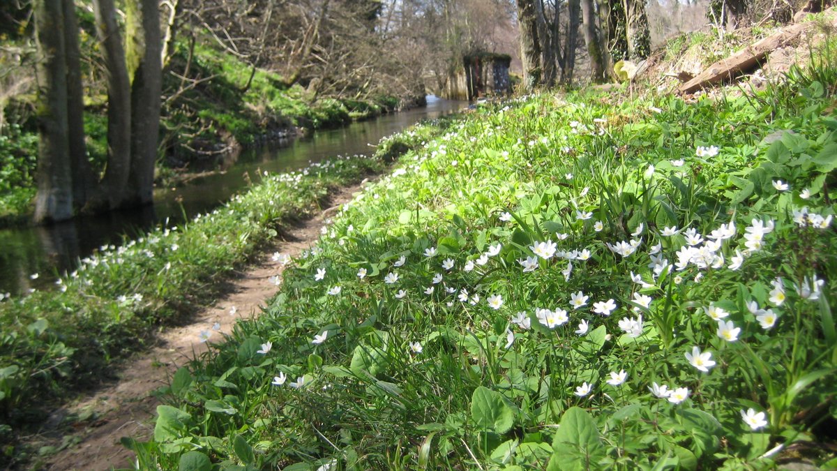 PKCTrust's tweet image. Looking forward to April #flowers. 🌼  #bringonspring #Perthshire