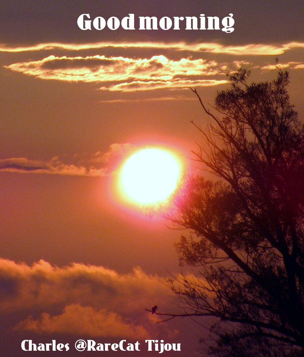 RareCat's tweet image. Grant her honor as a fellow heir of the grace of life. 
-1 Peter 3:7
#PracticeLove
#Lent2018

ebay.com/str/luckystars…
ebay.com/str/luckystars…

#TBT instagram.com/rarecat1/
#RareCatDeals #HABD