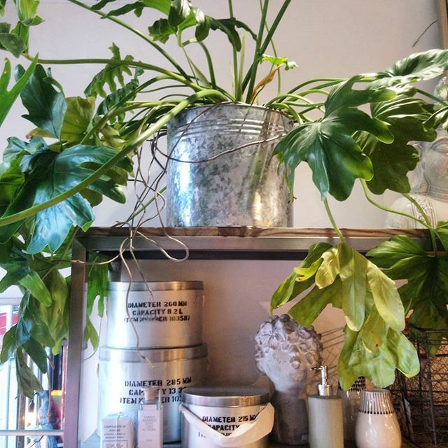 Spring growth spurt at the Crystal Palace shop 🌿 ift.tt/2TNBcyx