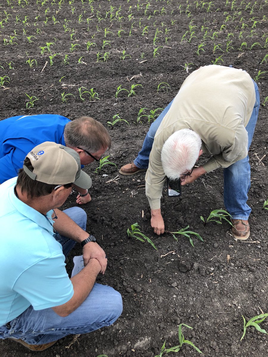 SeedNEWS4You's tweet photo. Lesson Time in South Texas with the “Professor” Bracken Finney - #myfieldchart #HAMMERDOWN #corn https://t.co/vaC7rCeVkr