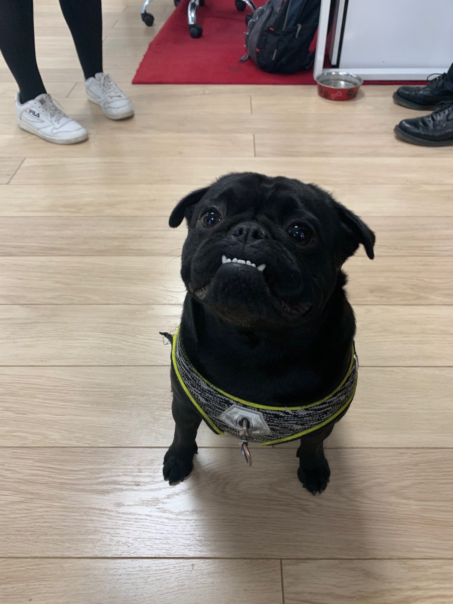 kdwebuk's tweet photo. People of #finchleycentral, a #lostdog has appeared in our office. Please RT to reunite him with his owner! https://t.co/835eGs7Dt1