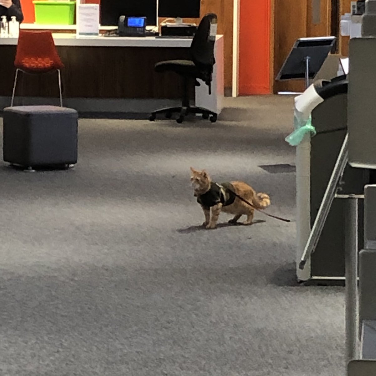 LivUniLibrary's tweet photo. There’s a cat in the library. https://t.co/h8K7aEymRD