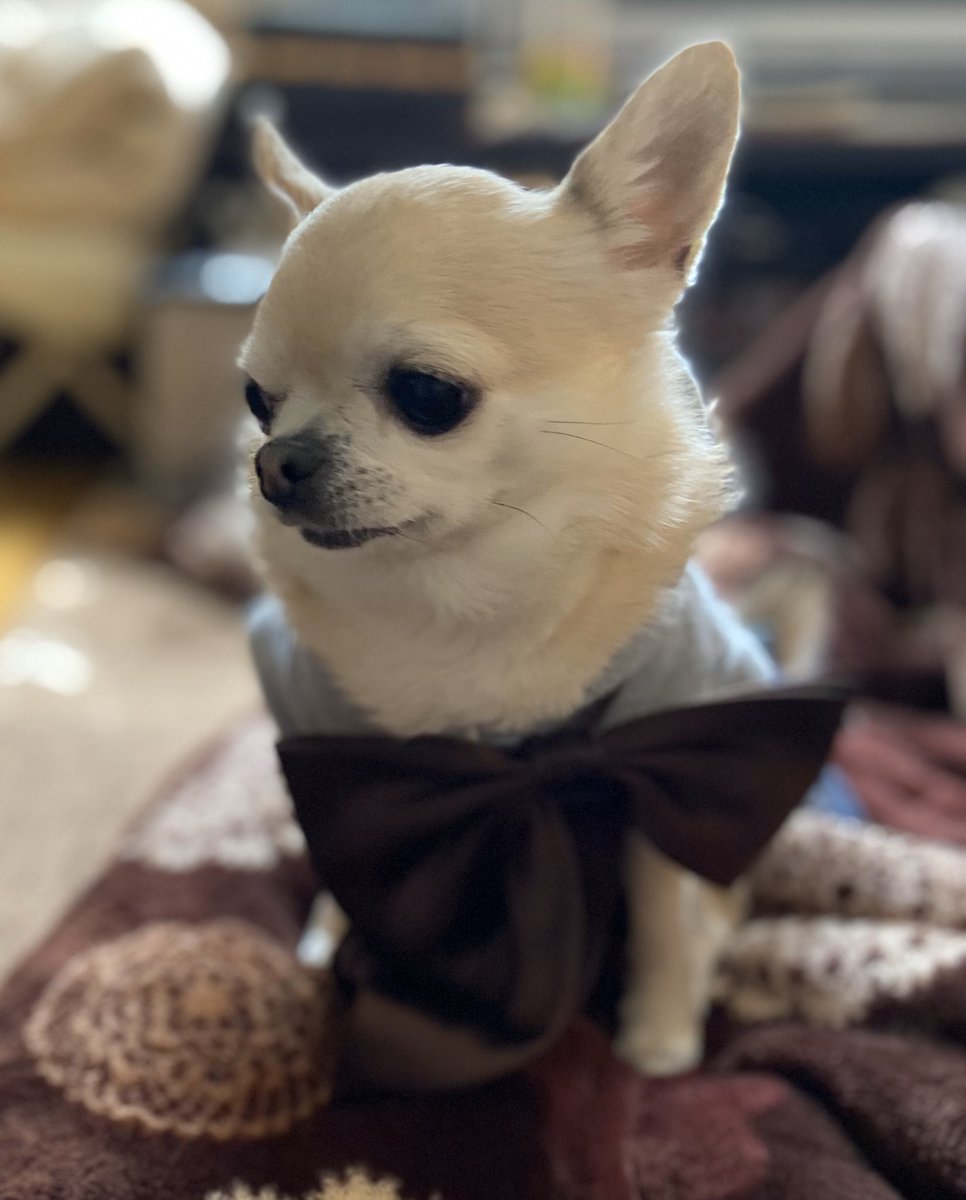 lily10moco's tweet photo. 今日はおねぇちゃんの卒業式🌸生徒と教員のみの卒業式😢見たかったなぁ。。。
りりぃはおねぇちゃんの制服のおリボンつけて記念撮影🎀

   #チワワ　#スムースチワワ https://t.co/IyP1AmYV8h