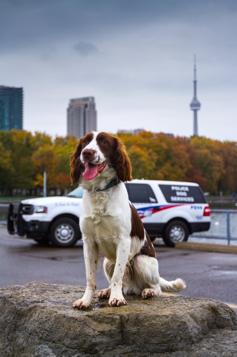 Reilly was busy last night searching a car that was involved in a crime.  Inside, he found a loaded firearm concealed in a hidden compartment #SaferTO #K9
