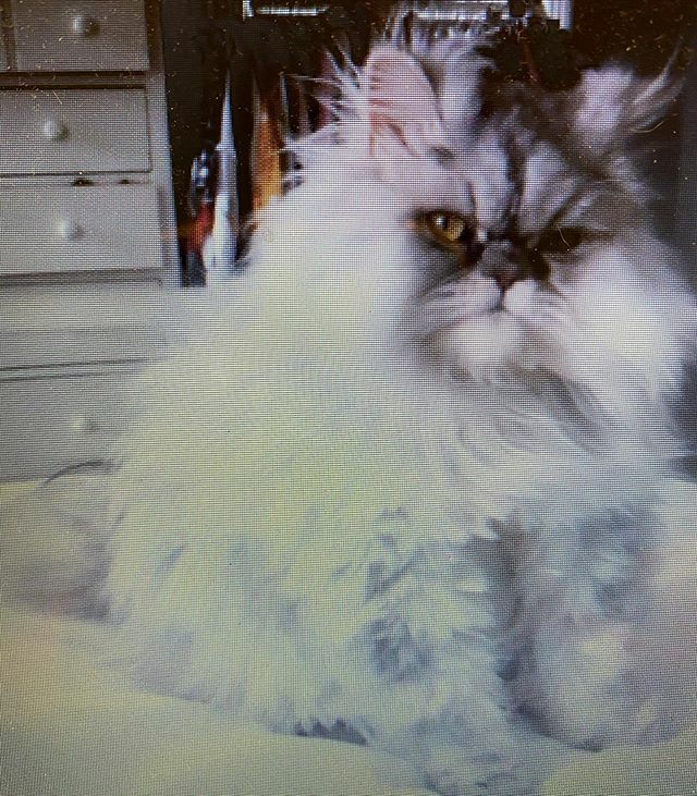CHSHarborVet's tweet photo. Poppy slipped out of her house on Congress Street!! Please keep an eye out and reach out to us if you spot her!! https://t.co/glDioRKjHx https://t.co/5h1qvXWy84