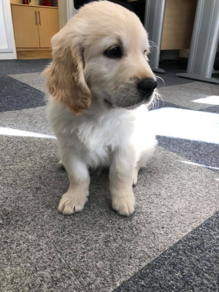 Also looking for toilet rolls !! the newest member of the Coast to Coast team, Riley the office dog!!!!