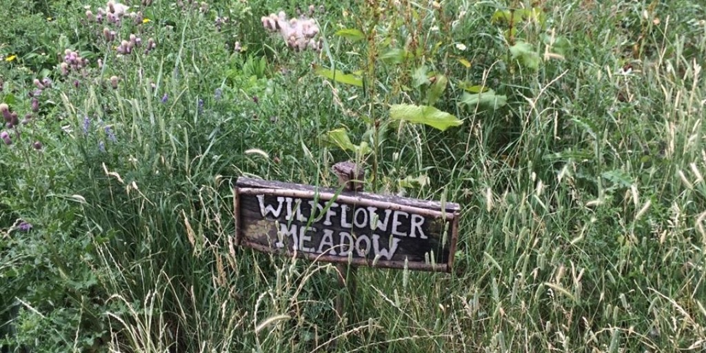 #throwbackthursday and we are enjoying the plants and wildflowers @woodberrydownwetlands meadow. 

This year the Stuart Low Trust has visited many places of natural beauty. 

If you would like to join us, 
T: 0207 713 9304
E: info@SLT.org.uk
W: slt.org.uk/Listing/Catego…