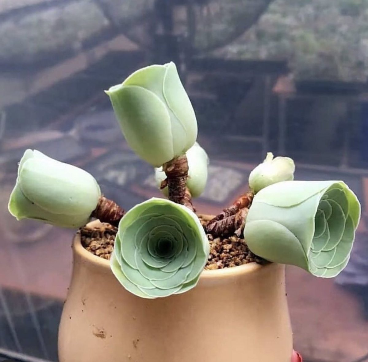 Gorgeous Aeonium (Greenovia) shot by airportll 🌱 Succulent seed web shop 💚 rareplant.me 💚