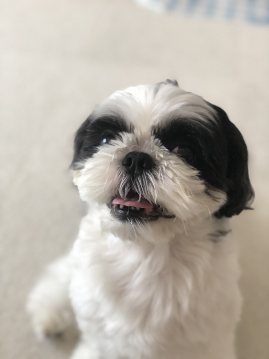 お犬屋本舗 新しい動画アップ かわいいシーズーバキ君が おやつ欲しさの為におもいっきり怒る 笑 是非お楽しみに Youtube動画です T Co Hvez7qownv 犬 ペット 可愛い シーズー 怒る 新型コロナに負けるな 시추 시추 이경훈
