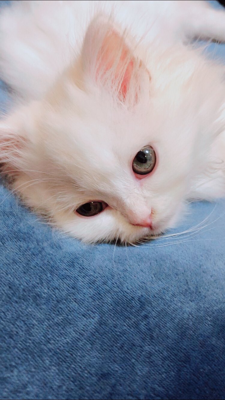 ねこ♡ 今日の姫たち❤︎👸❤︎ イチもテンちゃんの真似してカーテンの