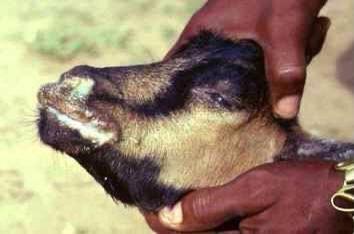 AbuAvms's tweet photo. *RED ALERT* 🚨 

PPR OUTBREAK IN ZARIA https://t.co/6v3SHPL65z