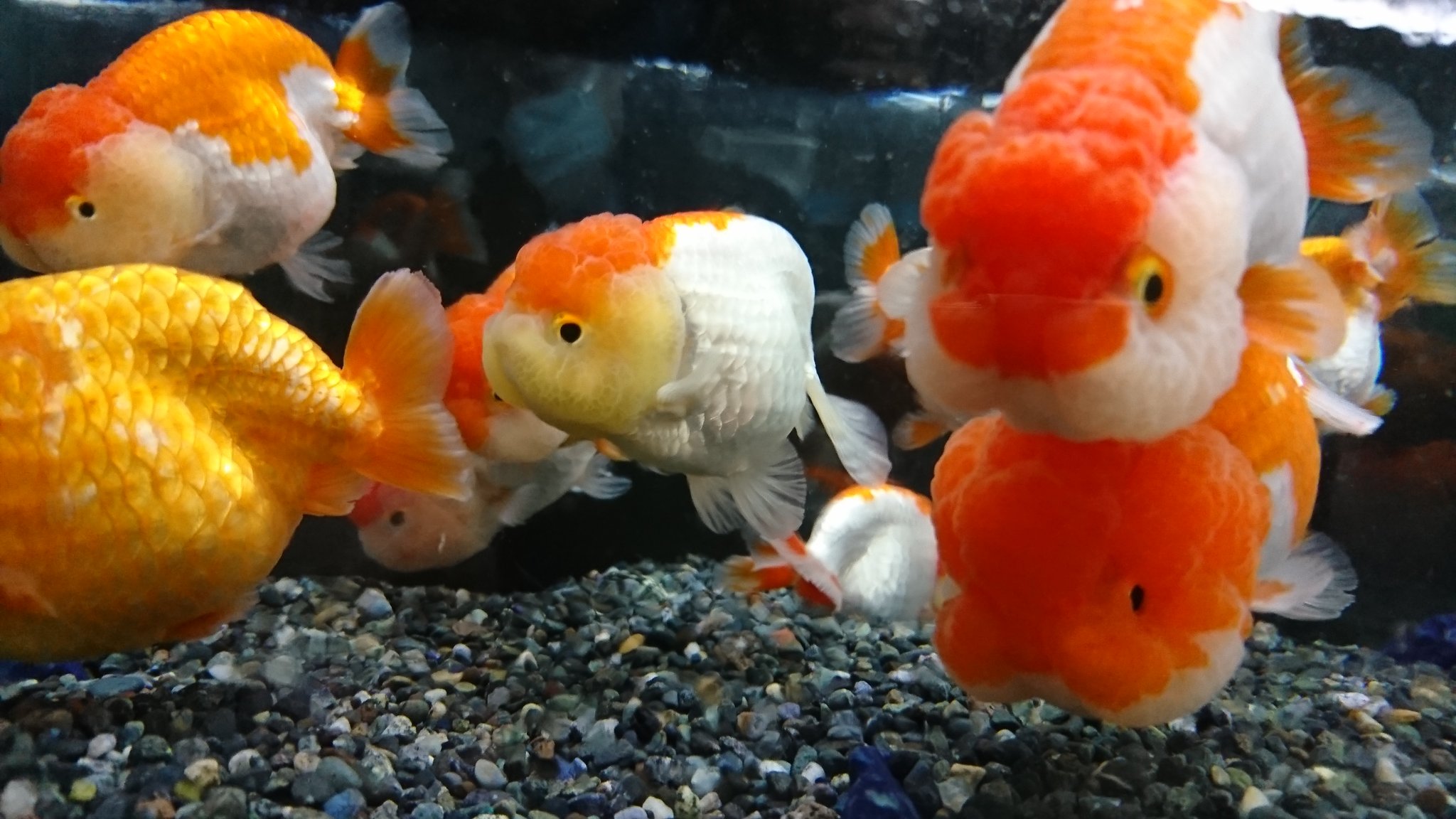 フルタニ金魚倶楽部 金魚トリートメントは 薬浴よりも水換え水換えの日々が続きます 輸送疲れの金魚たちは3 4日は粘液を出す為 薬浴しても殆ど無意味だからです 先ずは アンモニア中毒症から救ってあげましょう 意味の無い薬浴は金魚の負担が大きいです