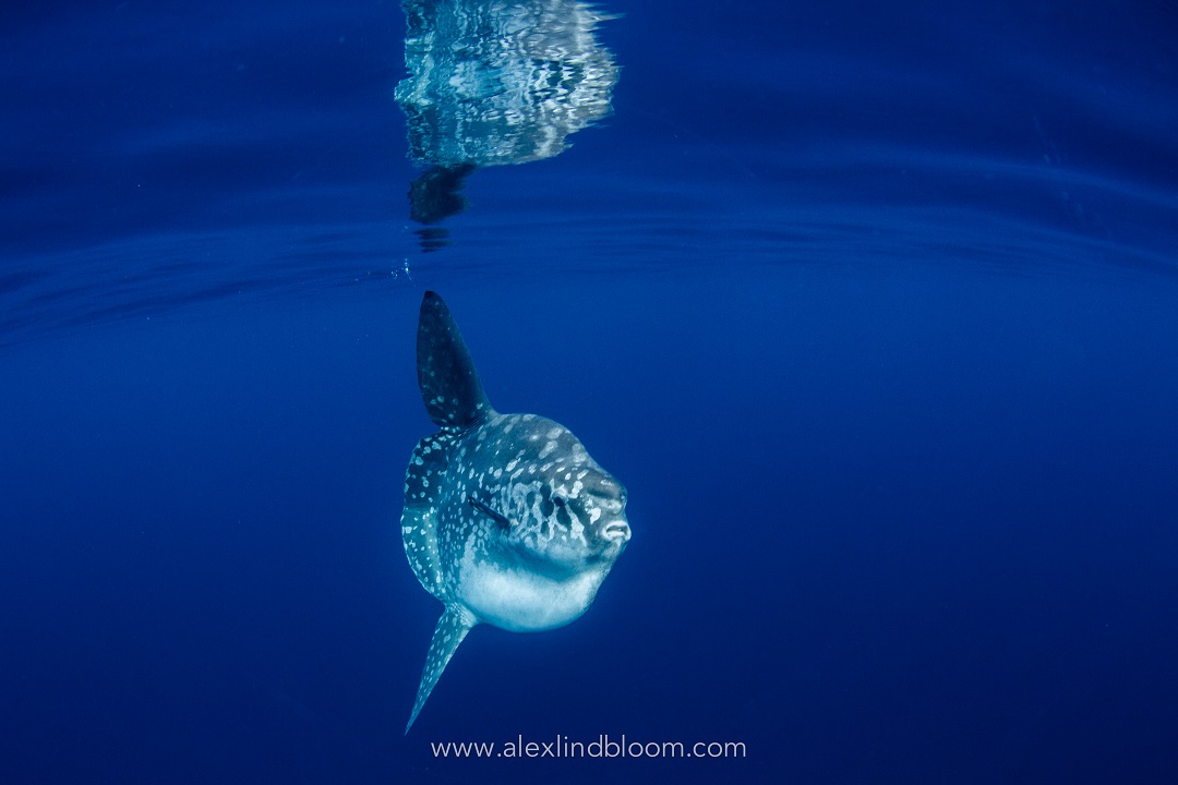 All4divingbali's tweet photo. Seeing a Mola will always be one of our favorite underwater encounters. What's yours?
#underwaterphotography #scubadiving #dailyscubadiving #divinginbali #divingcourse #dailydiving #divepackage #divecritters #divingnusapenida https://t.co/jUHZeRT8nI