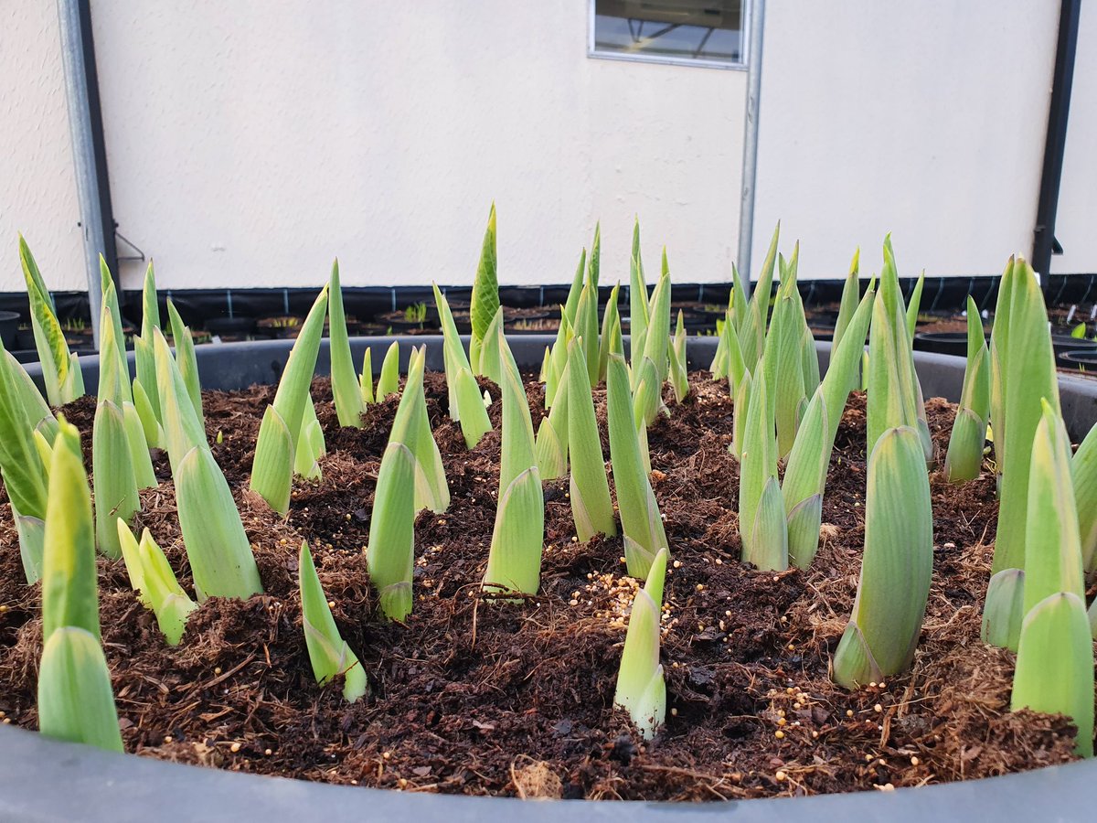 Sienna Hosta tweet media