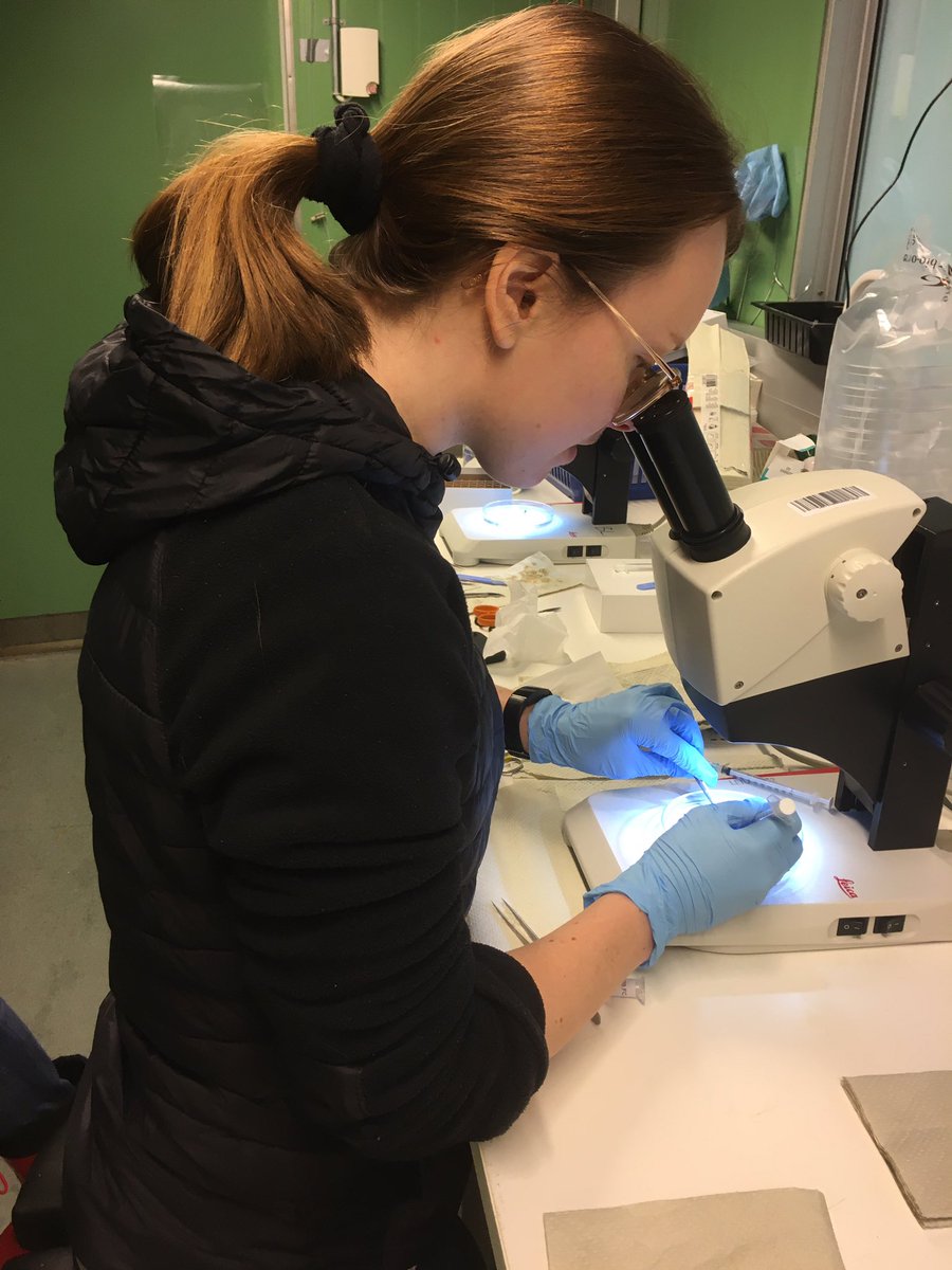 Evolution, Conservation, Genomics Research Group (@evolcongen) on Twitter photo Look out - <a href="/Marionswaters/">Marion S-W</a> has stepped away from her 3+ screens in the office and into the lab! Exciting experimental work in progress. #salmon #genetics #howmuchisthefish Look out - <a href="/Marionswaters/">Marion S-W</a> has stepped away from her 3+ screens in the office and into the lab! Exciting experimental work in progress. #salmon #genetics #howmuchisthefish