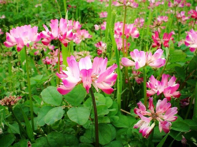 蓮華草 蓮華草