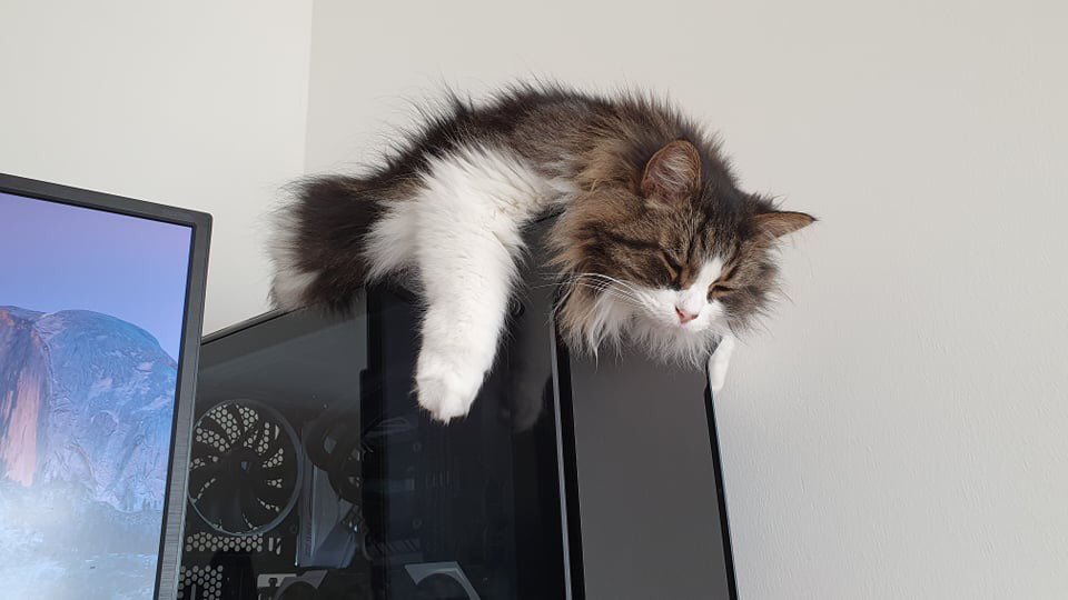 Dad has kindly provided me with a nice soft, fluffy blanket where I can closely supervise him while he works. It’s over there....I’m not going near it. I’m just looking at him most judgementally from positions of major inconvenience. #CatsOfTwitter #cats #fluffyfursday
