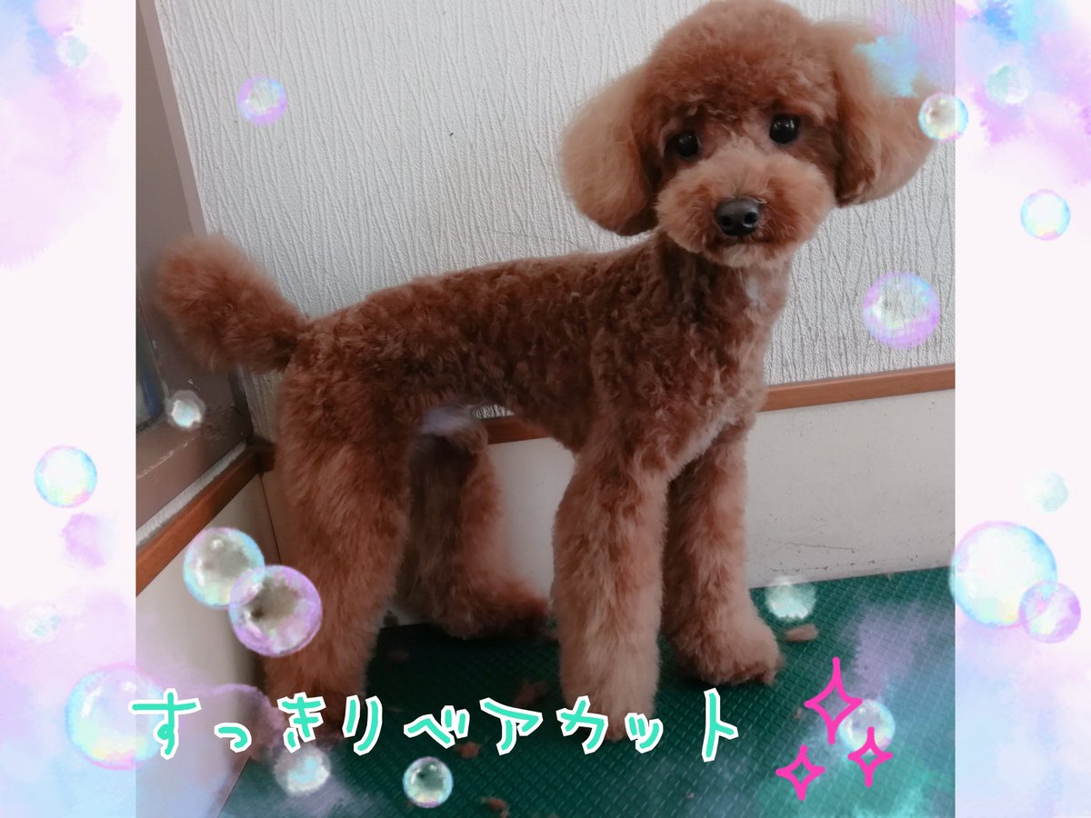 ペットのお風呂やさんwonwon すっきりベアカット ほっぺたをスッキリさせることで 鼻まわりが可愛く目立ちます おりこうさんに頑張ってくれました 金曜日 土曜日と比較的空き状況 です はじめてのワンちゃんも大歓迎ですよーー O ペットのお風呂やさんwonwon すっきりベアカット ほっぺたをスッキリさせることで 鼻まわりが可愛く目立ちます おりこうさんに頑張ってくれました 金曜日 土曜日と比較的空き状況 です はじめてのワンちゃんも大歓迎ですよーー O