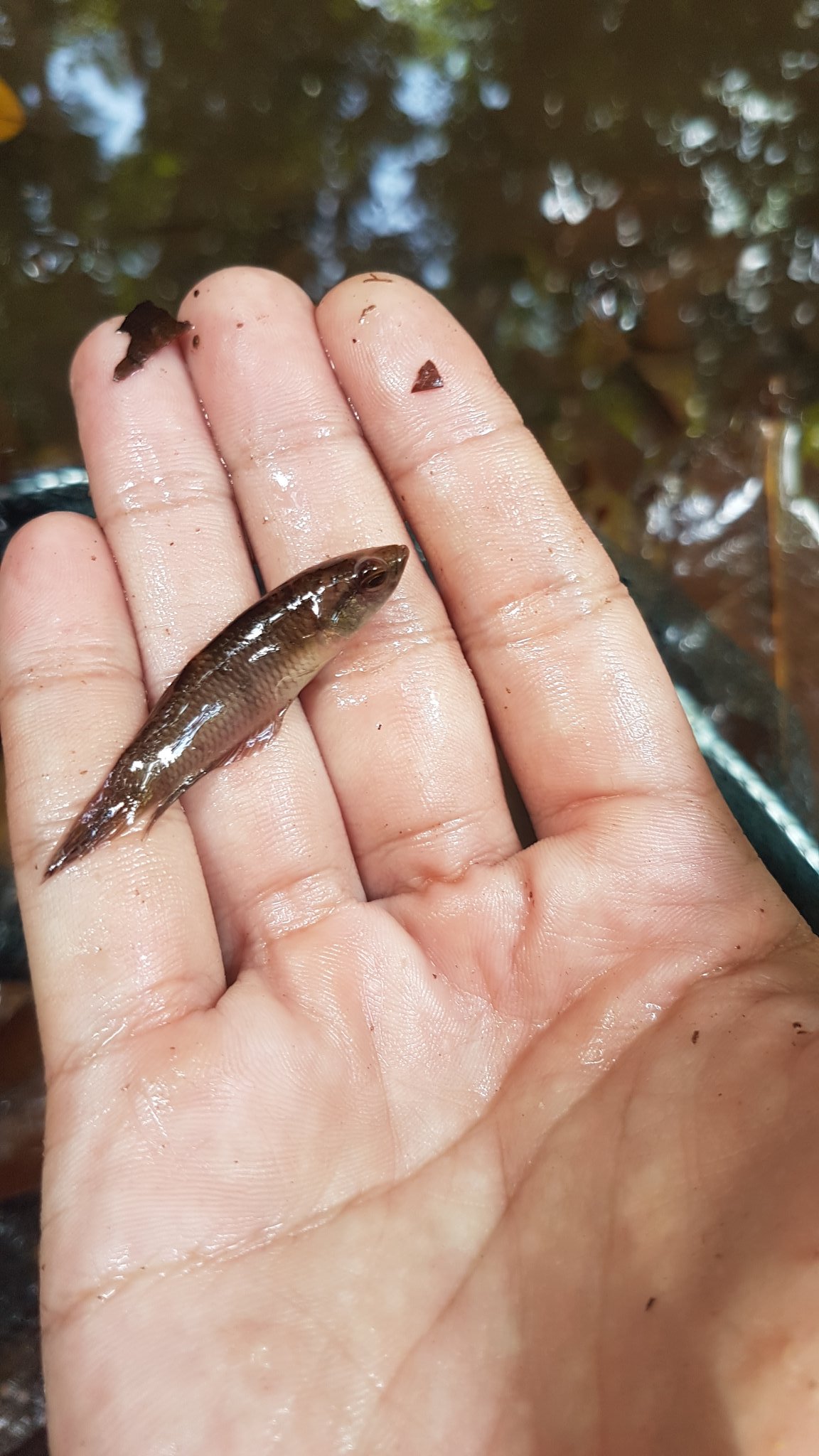 Daud Aiman Ar Twitter Pergi Menangguk Ikan Kt Jeram Hari Ini Ikan Karin Ketam Batu Anak Tengas N Some Weird Freswater Clams Aku Pun Tk Kenal Apekebenda Https T Co Dvphzpldcj