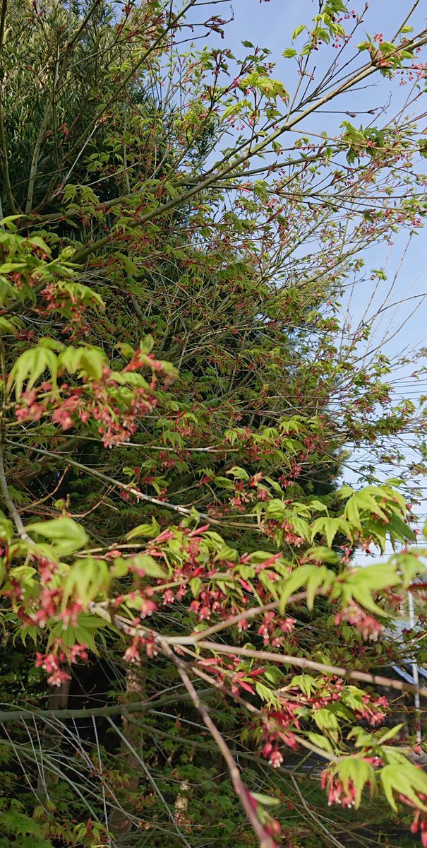 順 Twitterren こんばんはぁ 数日前に もみじの花 を紹介したのですが ようやく花が咲いたので載せときます 直径5ミリくらいのかわいい赤い花で 雄花と雌花があります 春に花が咲くのは イロハモミジのようですね もし見つけたら 目を凝らして