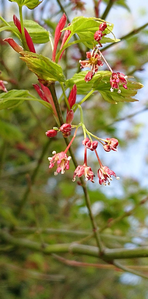 順 Twitterren こんばんはぁ 数日前に もみじの花 を紹介したのですが ようやく花が咲いたので載せときます 直径5ミリくらいのかわいい赤い花で 雄花と雌花があります 春に花が咲くのは イロハモミジのようですね もし見つけたら 目を凝らして
