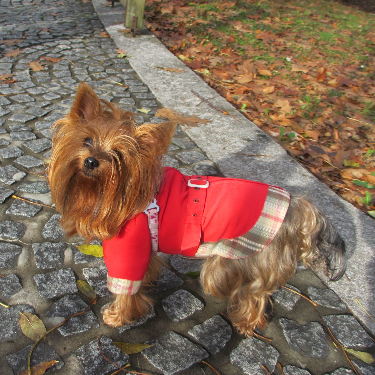 Nira #yorkshire #yorkshireterrier #yorkies #yorkielife #yorkielovers #yorkielover #yorkshire_terrier #dog #犬 #hund #chien #perro #cachorro #cane #citydog #yorkielove #yorkie #ヨーキー #york #йорк #yorkshire #собака #йоркширскийтерьер #terriers #doglovers #dogclothes #dogclothing