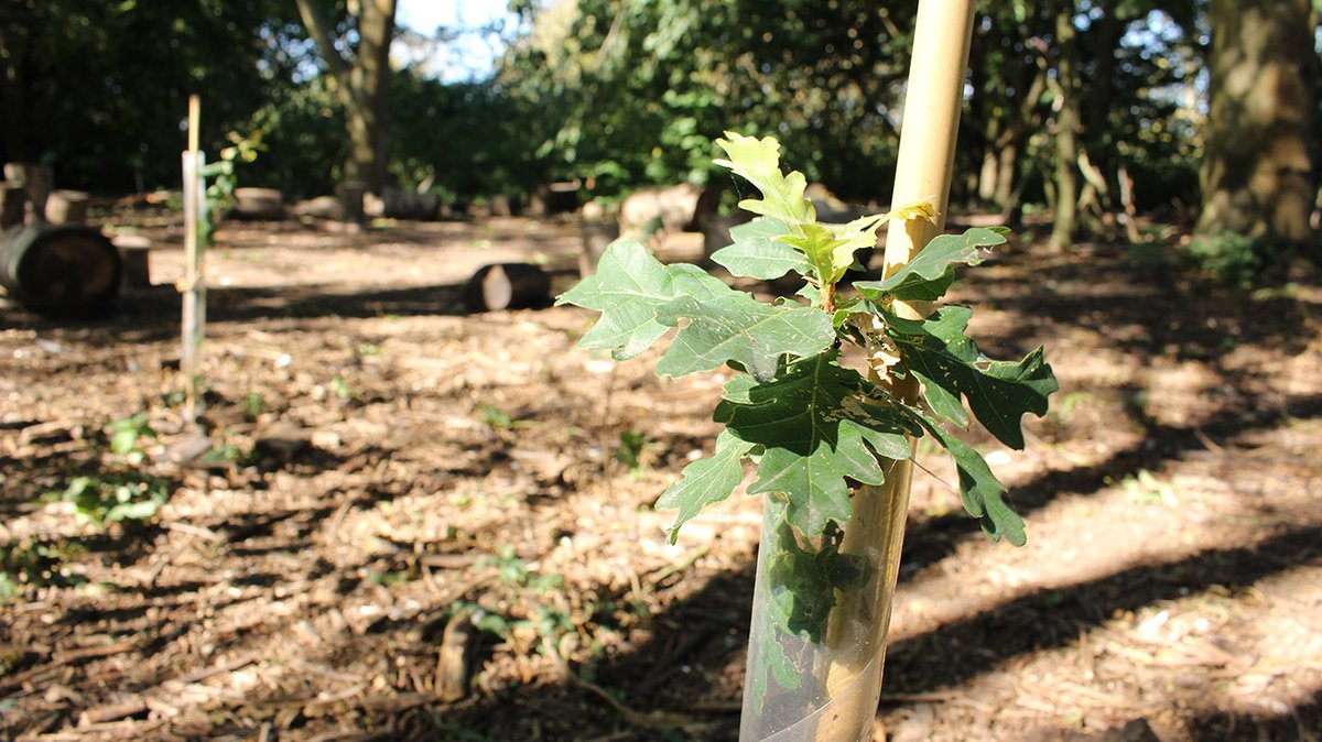 eFORESTS tweet media